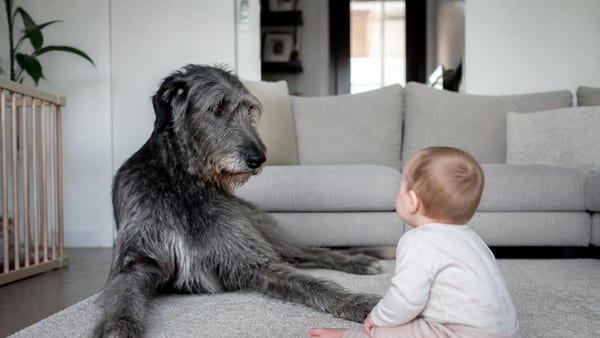 Cani, le 12 razze considerate più difficili da gestire con bambini molto piccoli: quali sono