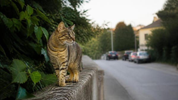 Come far vivere i gatti più a lungo? Svelato il segreto per ridurre i rischi (e aumentare la loro…