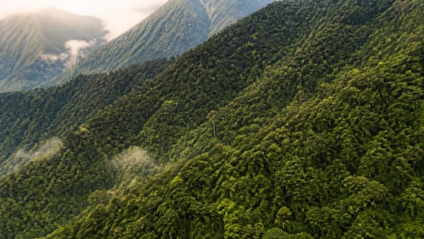 Il Comune italiano con la più alta percentuale di foreste ha il 98,4% di superficie coperta da boschi ed è montano:…