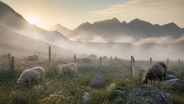La predazione avviene al mattino presto o al crepuscolo. I lupi individuano un piccolo gruppo isolato mentre la…