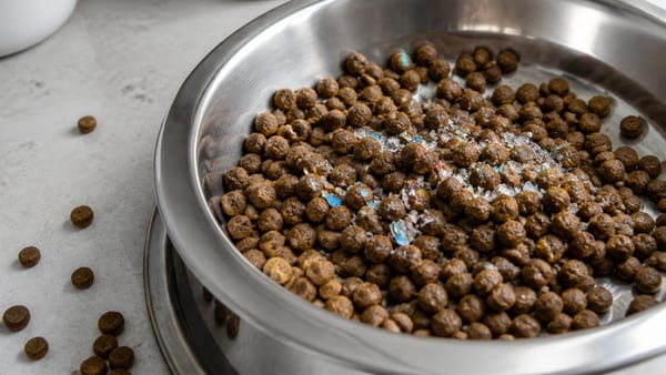 Le microplastiche sono anche nel cibo di cani e gatti