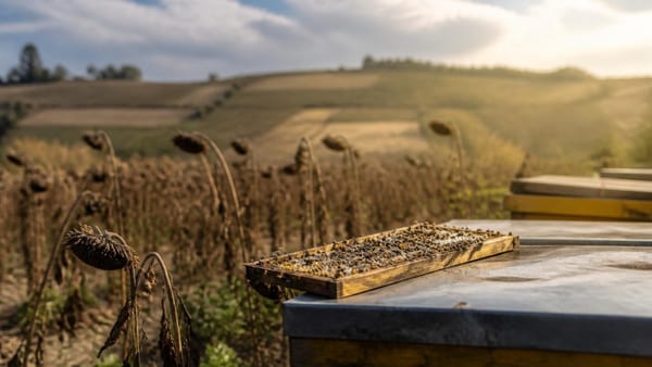 Miele sempre più «ibrido». L'esperto: «Le api raccolgono ciò che trovano in ecosistemi profondamente mutati»