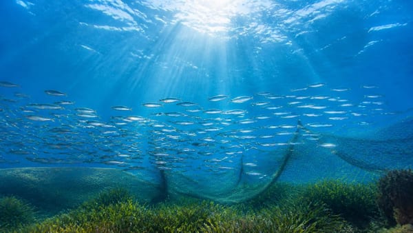 La sostenibilità, dal mare alla tavola e il futuro del pesce azzurro